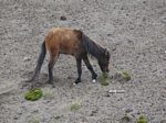 Day 02 - Wild Horse at Cotopaxi
